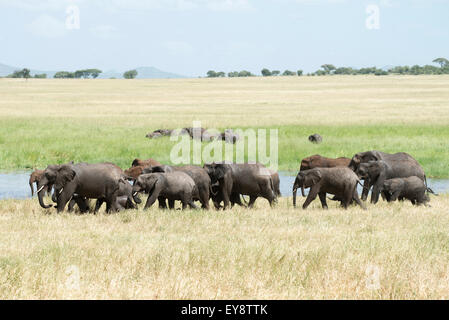 Famille d'éléphants à Silale Swamp groupe dans le parc national de Tarangire Tanzanie ; Banque D'Images