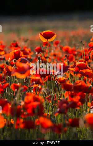 Coquelicots au coucher du soleil dans un champ à Shifnal, Shropshire. Banque D'Images