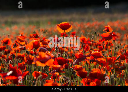 Coquelicots au coucher du soleil dans un champ à Shifnal, Shropshire. Banque D'Images