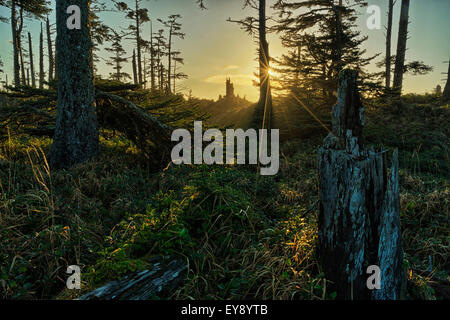 Le matin, la lumière du soleil filtre à travers les anciennes forêts de Parc Provincial Naikoon, Haida Gwaii ; British Columbia, Canada Banque D'Images