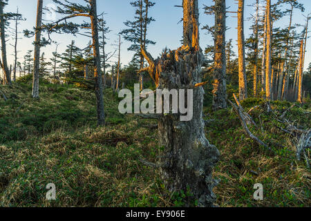 Les anciennes forêts de Parc Provincial Naikoon ; Haida Gwaii, en Colombie-Britannique, Canada Banque D'Images