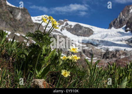 Alpine jaune pasqueflower Pulsatilla anémone / alpine (alpina subsp. apiifolia) en fleurs dans les Alpes Banque D'Images