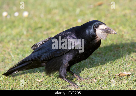 Rook, (corvus frugilegus), adulte, Heligan, Cornwall, England, UK. Banque D'Images