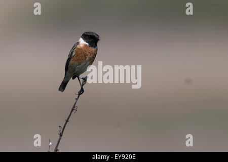 (Saxicola torquata Stonechat commun), mâle adulte, perché sur un pédoncule, RSPB Réserve Marais Marazion, Cornwall, England, UK. Banque D'Images