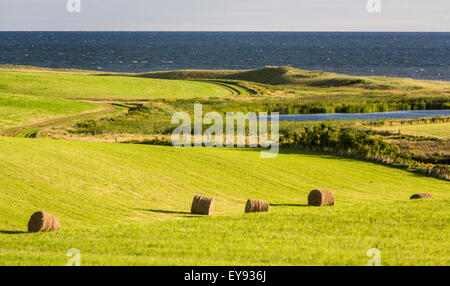 Rouleaux de foin dans le champ dans la ville de sur la mer sur l'Île du Prince Édouard, Canada, au-dessus du golfe du Saint-Laurent Banque D'Images