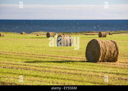 Rouleaux de foin dans le champ dans la ville de sur la mer sur l'Île du Prince Édouard, Canada, au-dessus du golfe du Saint-Laurent Banque D'Images