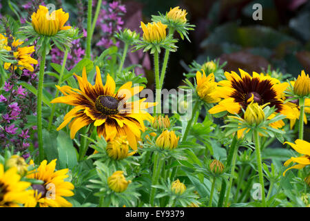 Rudbeckia hirta. Coneflowers dans une fleur border Banque D'Images