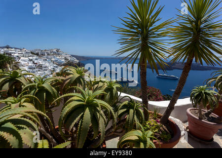 Yucca alifolia et aloès en pots, terrasse, Caldera Santorini, Cyclades, usine de Grèce Banque D'Images