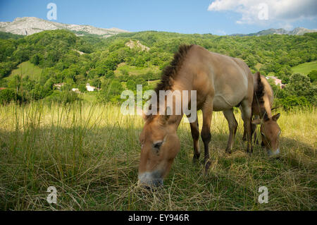 Couple du cheval de Przewalski (Equus ferus przewalskii), nommé Blenda et Rayo, pacage au Parc préhistorique de Teverga (Asturies, Espagne) Banque D'Images