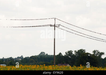 Oiseaux sur un câble électrique Banque D'Images