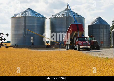 L'orge est récoltée dans une tarière à grain, champ de blé au premier plan, près de Dugald ; Manitoba, Canada Banque D'Images