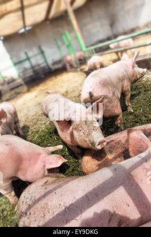 Les porcs sale dans la boue à la ferme Banque D'Images