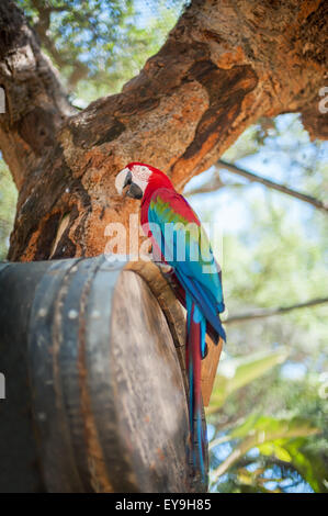 Colorful parrot assis sur un baril sur le contexte de la nature Banque D'Images