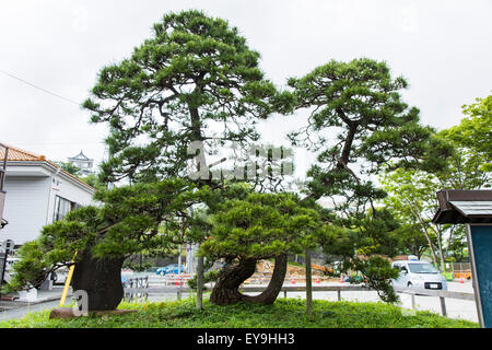 Parc du Château de Hamamatsu Hamamatsu,Ville, préfecture de Shizuoka, Japon Banque D'Images