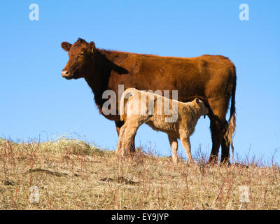 Élevage - un jeune veau Boeuf Charolais-cross de lait il Banque D'Images