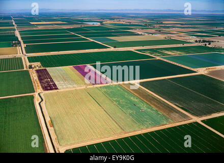 Agriculture - vue aérienne des terres cultivées de diverses cultures / Imperial Valley, California, USA. Banque D'Images