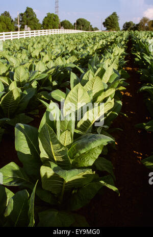 Agriculture - milieu sain tabac Burley croissance croissance des plantes dans un champ avec une clôture blanche le long du bord / New York, USA. Banque D'Images