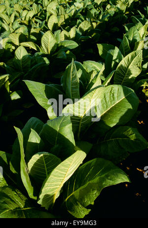 Agriculture - la croissance saine des plantes de tabac Burley mi dans le domaine / New York, USA. Banque D'Images