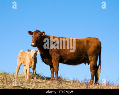 Élevage - un jeune veau Boeuf Charolais-cross avec elle Banque D'Images