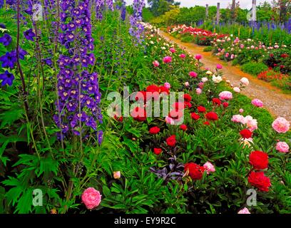 Mount Congreve Gardens, Co Waterford, Irlande ; pivoines et Delphiniums Banque D'Images