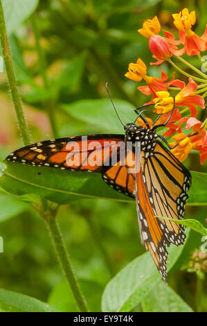 Papillon monarque, Danaus plexippus au lac Atitlan, Guatemala Banque D'Images