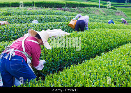 La cueillette du thé, un travailleur chatsumi, dans un chabatake, plantations de thé vert, dans la région de Shizuoka, Japon Banque D'Images