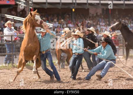 Cheyenne, Wyoming, USA. 24 juillet, 2015. Un groupe de cowboys essaie de monter un cheval sauvage pendant la course de chevaux sauvages au Cheyenne Frontier Days à Frontier Park Arena le 24 juillet 2015 à Cheyenne, Wyoming. Frontier Days célèbre les traditions de l'ouest cowboy avec un rodéo, défilé et juste. Banque D'Images