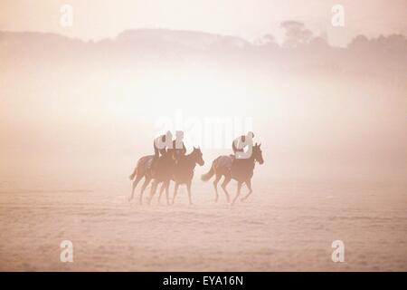 Chevaux pur-sang dans la formation, Curragh, Co Kildare, Irlande Banque D'Images