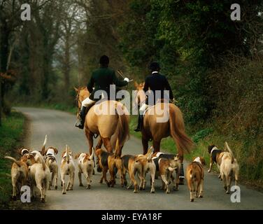 Les Busards Bray, Co Wicklow, Irlande Banque D'Images