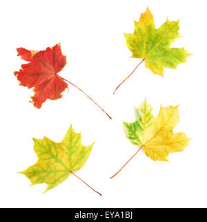 Quatre l'automne feuilles d'érable isolé Banque D'Images