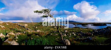 Arbre d'aubépine, arc-en-ciel, Bog Road, près de Roundstone, Co Galway, Irlande Banque D'Images