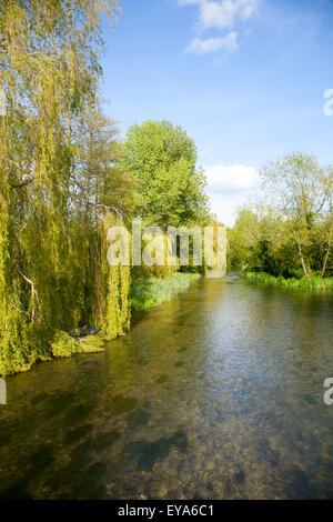 Willow arbres croissant à côté de l'eau claire de la rivière Kennet à Chalk stream Axford, Wiltshire, England, UK Banque D'Images