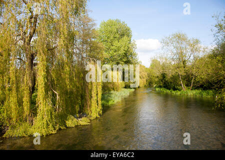 Willow arbres croissant à côté de l'eau claire de la rivière Kennet à Chalk stream Axford, Wiltshire, England, UK Banque D'Images