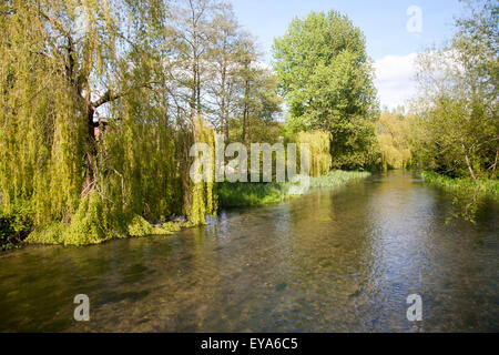 Willow arbres croissant à côté de l'eau claire de la rivière Kennet à Chalk stream Axford, Wiltshire, England, UK Banque D'Images