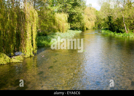 Willow arbres croissant à côté de l'eau claire de la rivière Kennet à Chalk stream Axford, Wiltshire, England, UK Banque D'Images