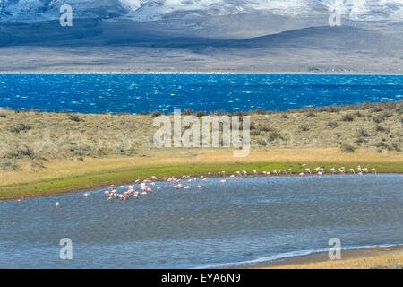 Les flamants du Chili (Phoenicopterus chilensis), dans le Parc National Torres del Paine, Patagonie chilienne, Chili Banque D'Images