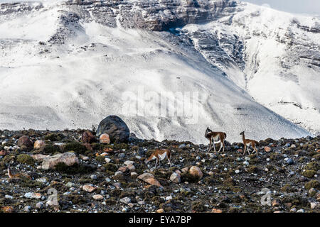 Guanacos (Lama guanicoe) sur une crête en face de montagnes couvertes de neige, Parc National Torres del Paine, Patagonie chilienne, Chili Banque D'Images