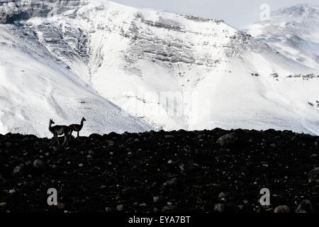 Guanacos (Lama guanicoe) sur une crête en face de montagnes couvertes de neige, Parc National Torres del Paine, Patagonie chilienne, Chili Banque D'Images