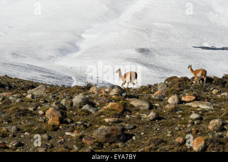 Guanacos (Lama guanicoe) sur une crête en face de montagnes couvertes de neige, Parc National Torres del Paine, Patagonie chilienne, Chili Banque D'Images