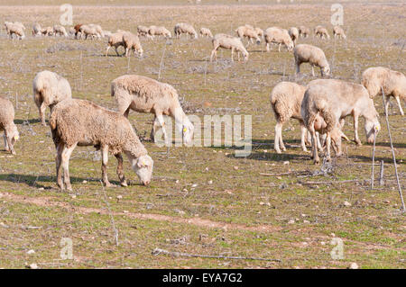 Troupeau de moutons paissant dans les pâturages secs Banque D'Images