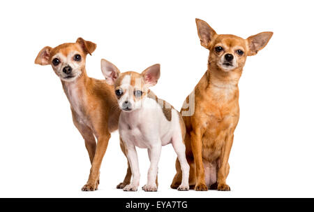 Trois Chihuahuas devant un fond blanc Banque D'Images
