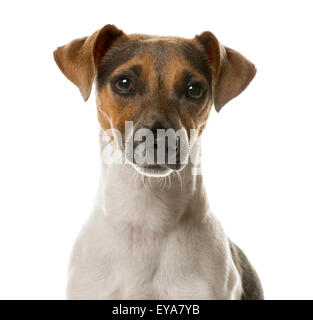 Close-up d'un Jack Russell devant un fond blanc Banque D'Images