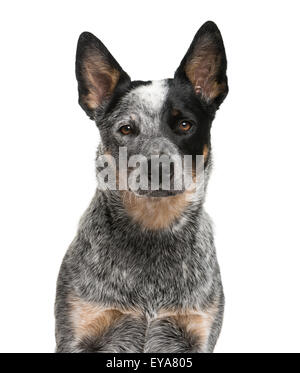 Close-up of an Australian Cattle Dog devant un fond blanc Banque D'Images