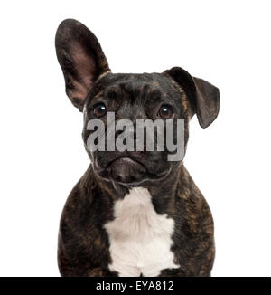 Close-up of a Staffordshire Bull Terrier devant un fond blanc Banque D'Images