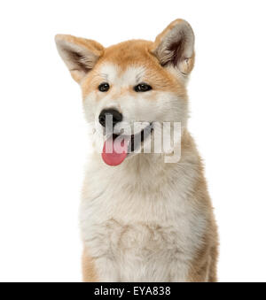 Close-up d'un Akita Inu chiot devant un fond blanc Banque D'Images