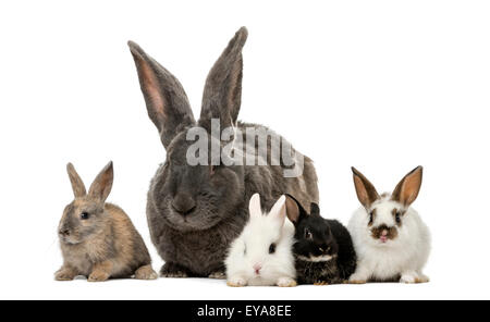 Les lapins devant un fond blanc Banque D'Images