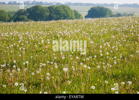 Le pissenlit les fleurs sauvages qui poussent sur la craie downland, East Kennett, Wiltshire, England, UK Banque D'Images