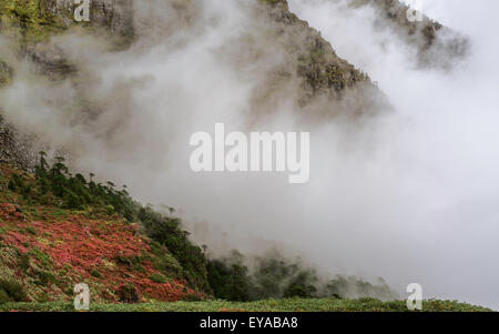 Les plantes alpines en fleurs le long des pentes des montagnes himalayennes enveloppée de nuages et de la brume près de Sela Pass Banque D'Images