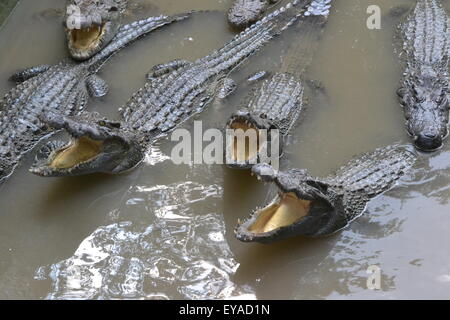 Alligators affamés Banque D'Images