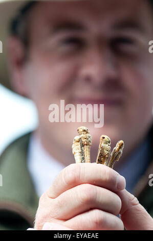 Llanelwedd, Powys, au Royaume-Uni. 23 juillet 2015. Maître de conférences, Andrew Black, affiche les criquets qu'il s'apprête à manger comme partie de l'Insecte comestible qui aura lieu au Royal Welsh Show. L'Université Adams Harper bugs comestibles est en déplacement pour Défi 10 montre à travers le pays, l'audace de manger les vers de farine, chapulines et des criquets pèlerins. Le but du défi est d'enseigner aux gens sur la valeur nutritionnelle des insectes, et leur rôle potentiel pour nourrir la population en expansion. Credit : Graham M. Lawrence/Alamy Live News. Banque D'Images